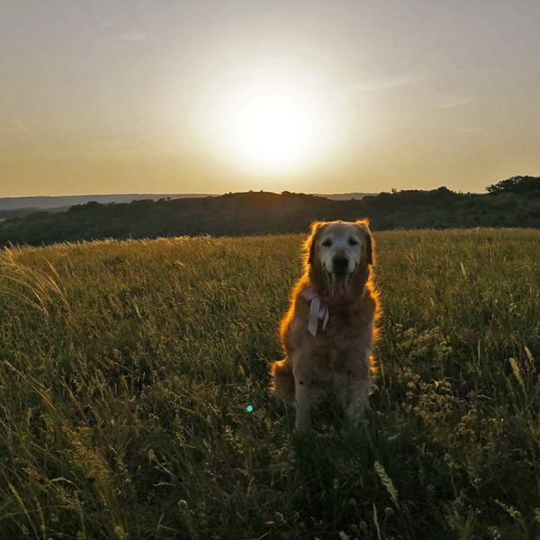 dog-walking-field