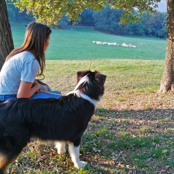 dog-walking-field-sheeps