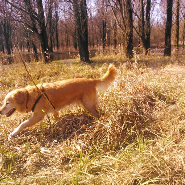 dog-walking-forest