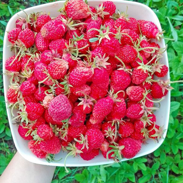 gardening-fruits