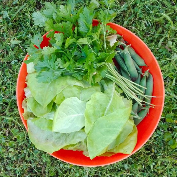 gardening-vegetables